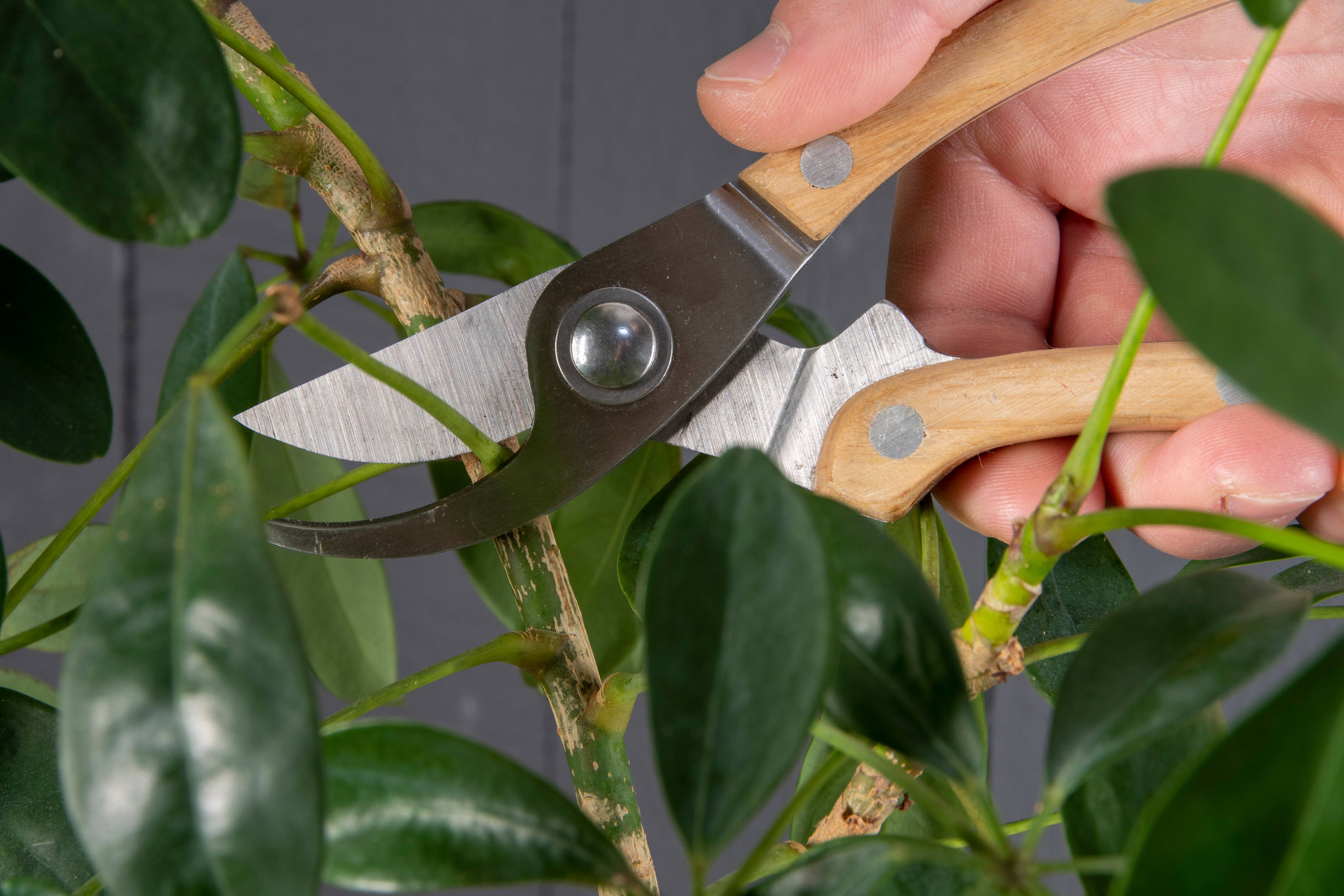 Fallen Fruits Ltd – wholesale Garden tool – GT234 - Giftset Garden Pruning Tools2