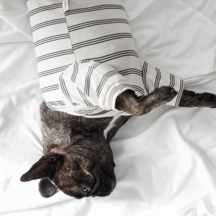 Lambwolf Collective - Wholesale Pet Shirt - Dog - CHELSEA // Dog Apparel// Dog Tee4