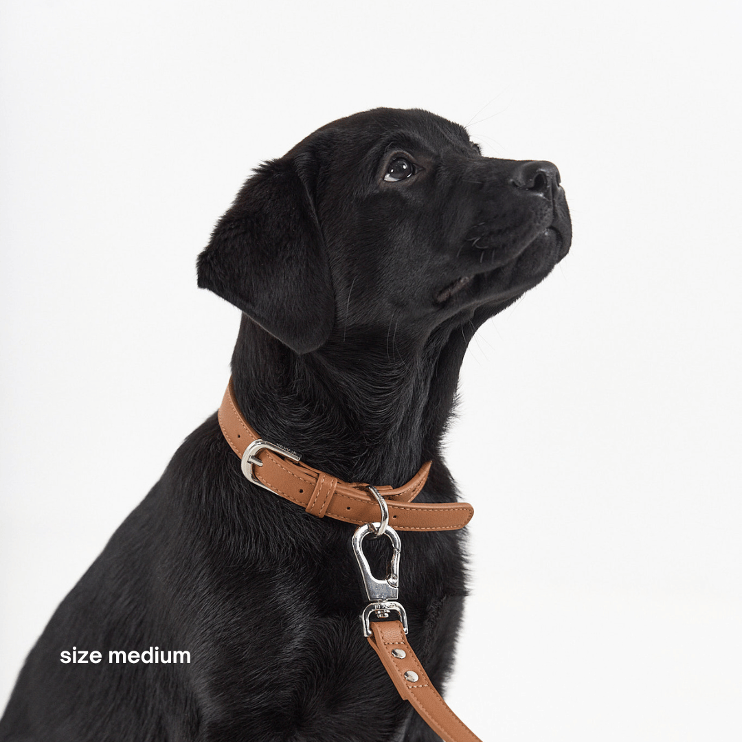 ST ARGO – Engroshandel Halsbånd - Hund – COLLAR - Brun hundehalsbånd4
