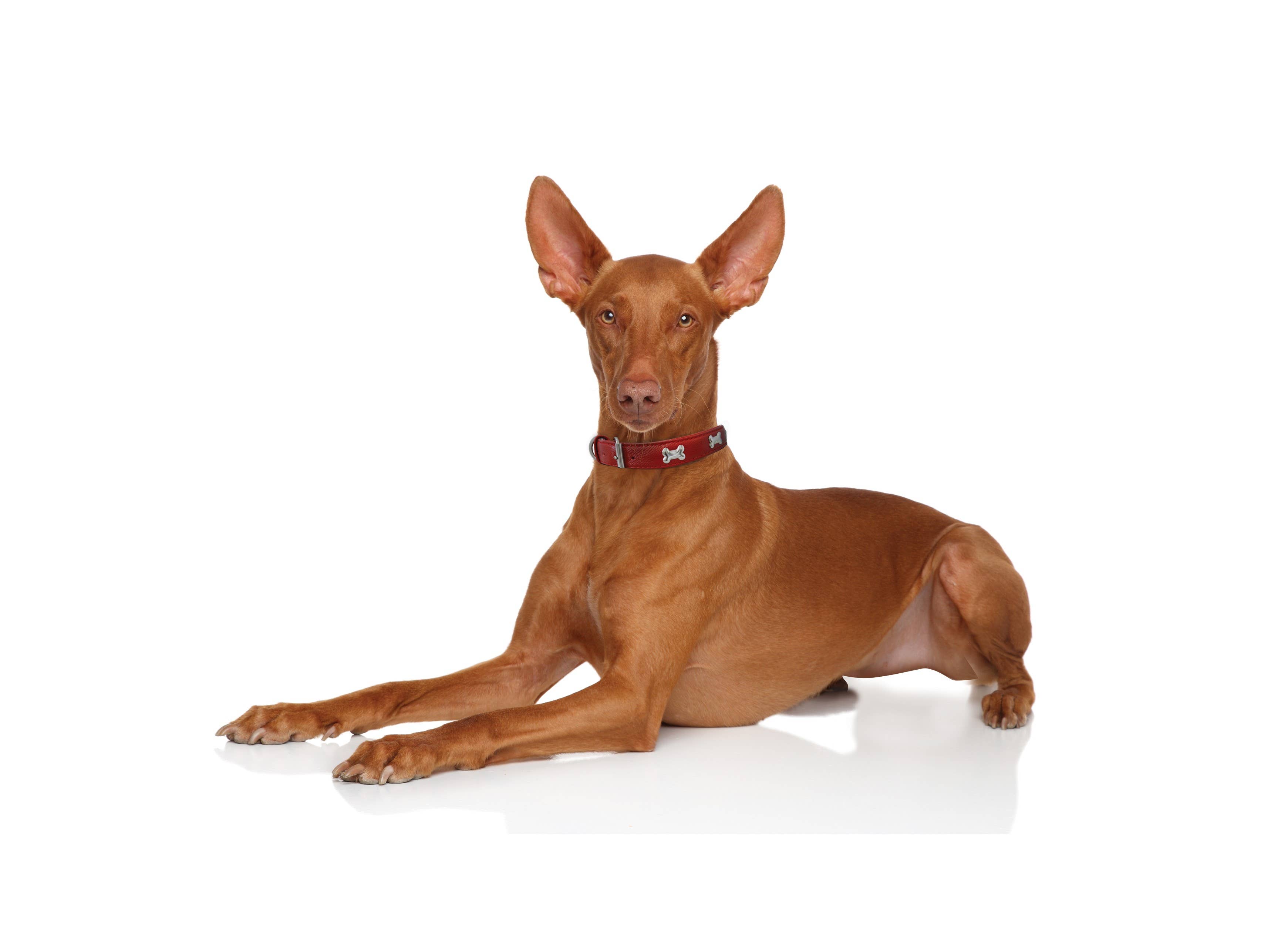 Angel Pet Supplies Inc. - Vendita all'ingrosso Collare - Cani - Collare per cani Rotterdam Bones di ANGEL™4