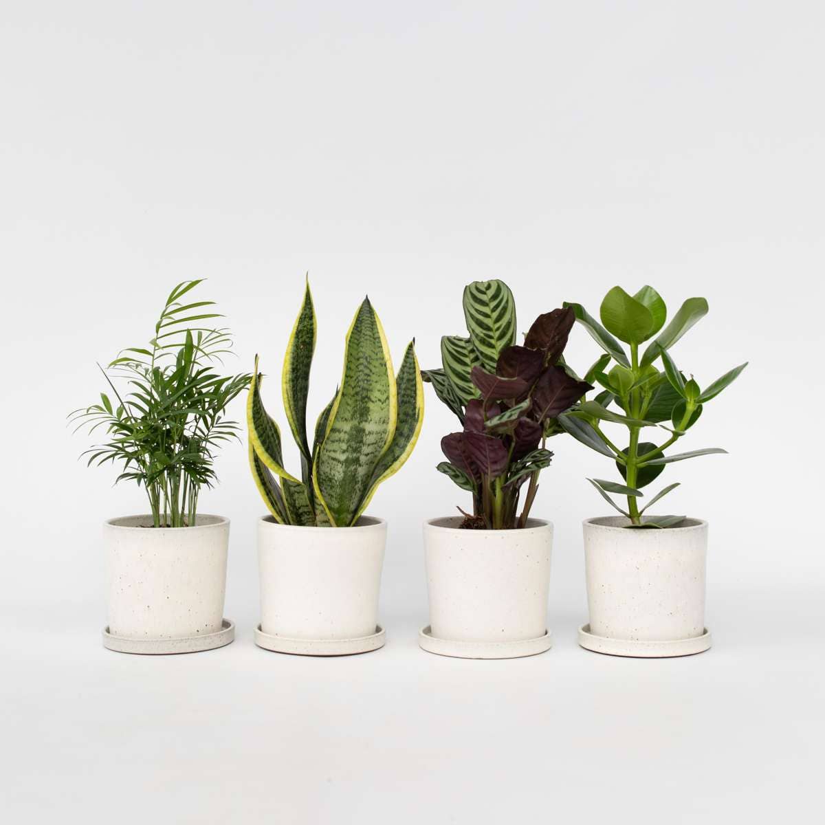Oasis of Life - Wholesale Live Plant - Houseplant Set – 4 Plants – Height 25–40cm – Ø12cm – Easy-care Green Plants for Home & Office – Ideal for Beginners – Air-purifying & Decorative1