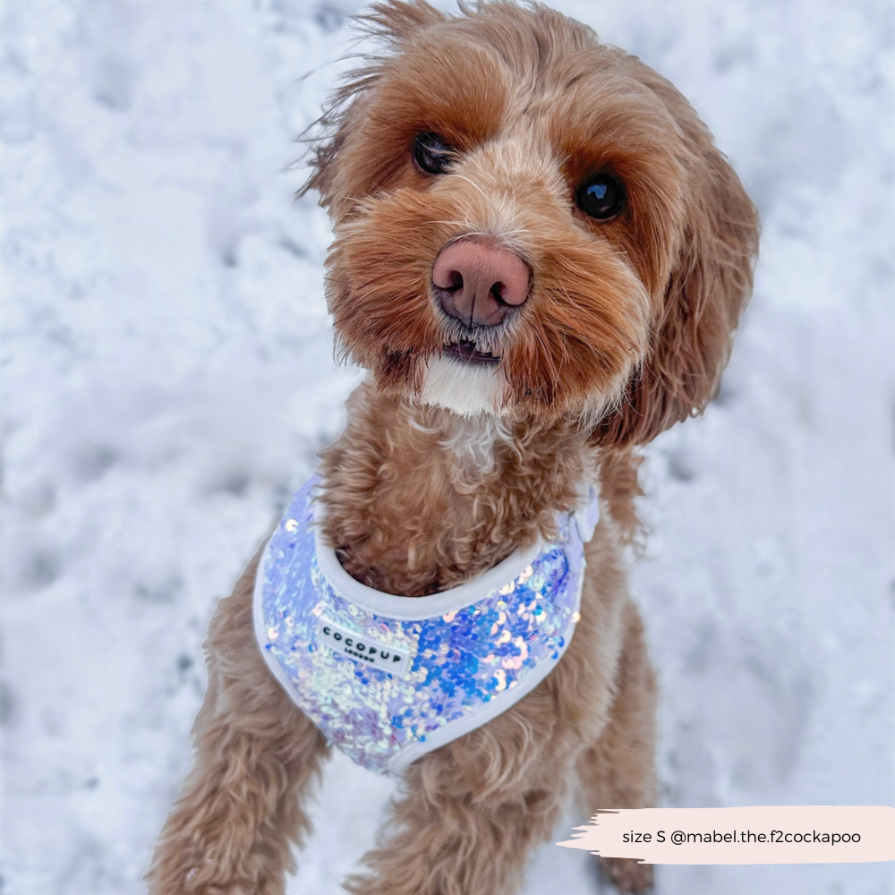 Cocopup London - Vendita all'ingrosso Pettorina - Cani - Imbracatura LUXE Party con Paillettes Olografiche17