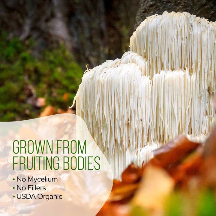 La Republica Coffee - Wholesale Health/Detox Tea - La Republica USDA Organic MATCHA with Lion's Mane