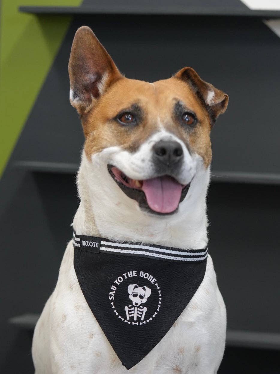 Zwart Verdrietig tot op het Bot Verstelbare Huisdier Bandana voor groothandel op Faire1