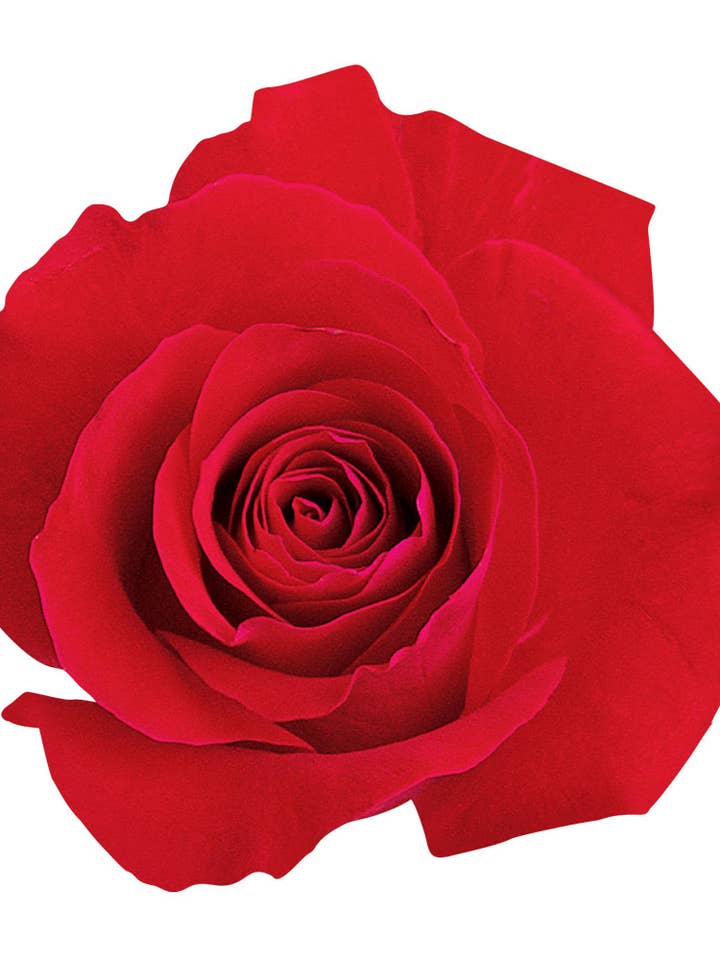 Autocollants en vinyle rose rouge pour la vente par Paper House Productions