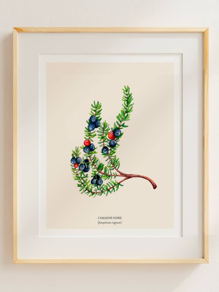 Camarine noire pour la vente par Sarah Choquette Scott Artiste