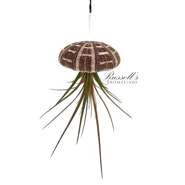 Russell's Bromeliads - Wholesale Live Plant - Sea Urchin (hanging) with Air Plant1