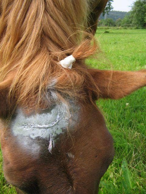 Aqueos - Wholesale Pet Flea/Tick Spray - Spray on Plaster for Animals 200ml1