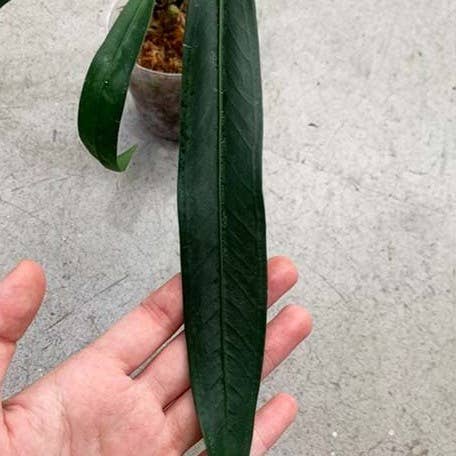 Anthurium type pendens JA 2.5" | Rare Houseplant for wholesale by OrchidBox