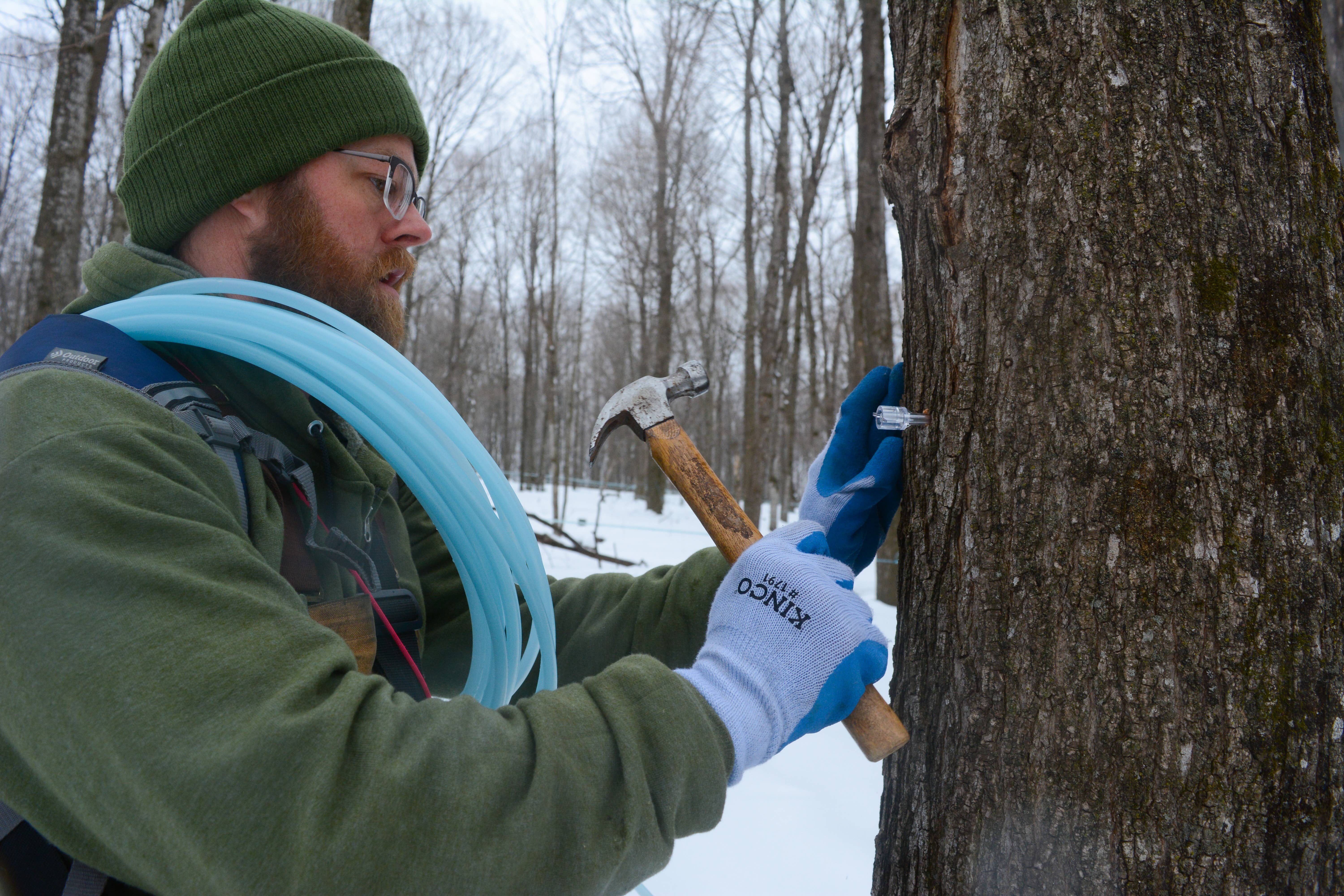 Maple Valley Cooperative - Wholesale Maple Syrup - Maple Syrup Organic Dark & Robust 128 oz. Jug (Gallon)4