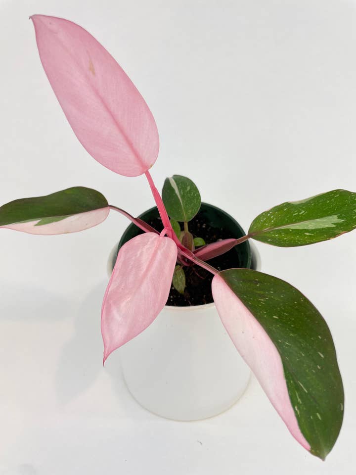 Philodendron Pink Princess for wholesale by Bumble Plants