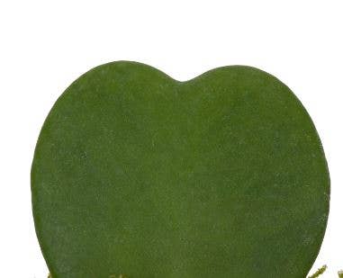 The Little Botanical - Wholesale Live Plant - Hoya Kerrii (Single Heart) 💚5