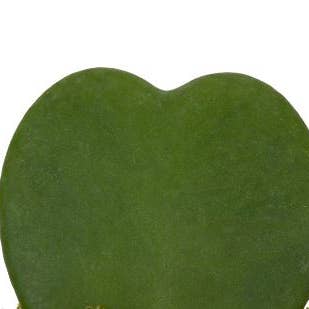The Little Botanical - Wholesale Live Plant - Hoya Kerrii (Single Heart) π5