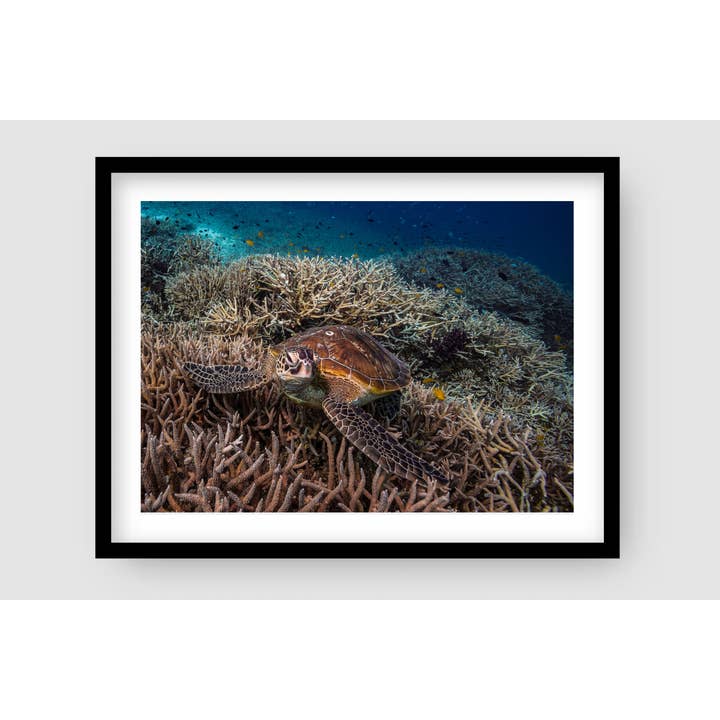 Crush Underwater Turtle Art Print for wholesale by Above And Below Gallery