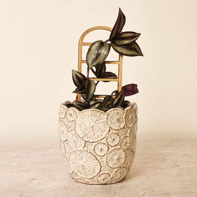 Le treillis d'escalade pour plantes d'intérieur pour la vente par Floratrel