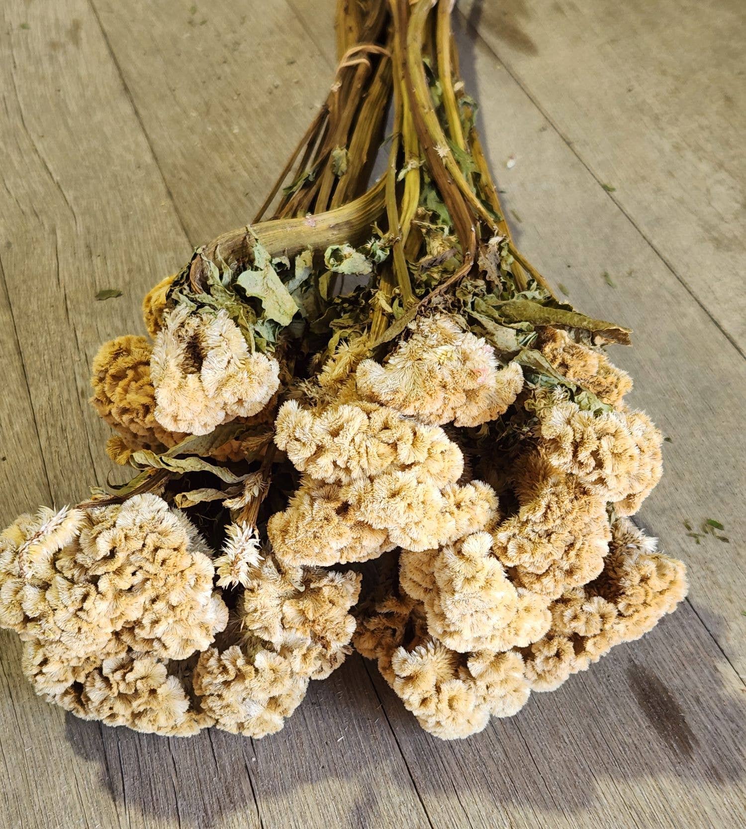 Alissas Flower Farm - Wholesale Dried/Pressed Flowers - Dried Celosia, Comb0