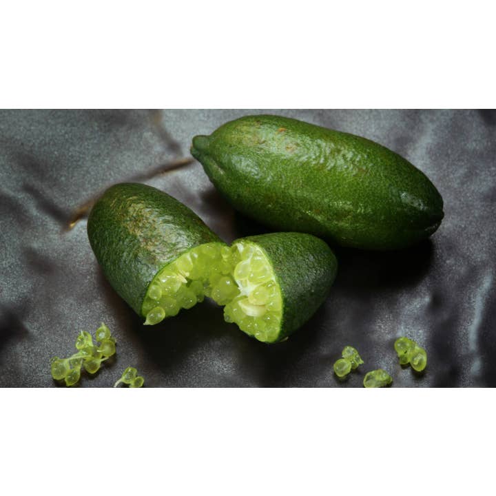 Microcitrus Australasica and other Purchase Wholesale carcasas iphone. Free Returns & Net 60 Terms on Faire trending on Faire.