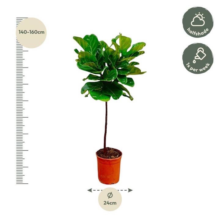 Oasis of Life - Wholesale Live plant - Ficus Lyrata – Fiddle Leaf Fig – approx. 130cm high – Ø24cm – Indoor plant with trunk – Large, decorative & air-purifying – For living room, office & conservatory1