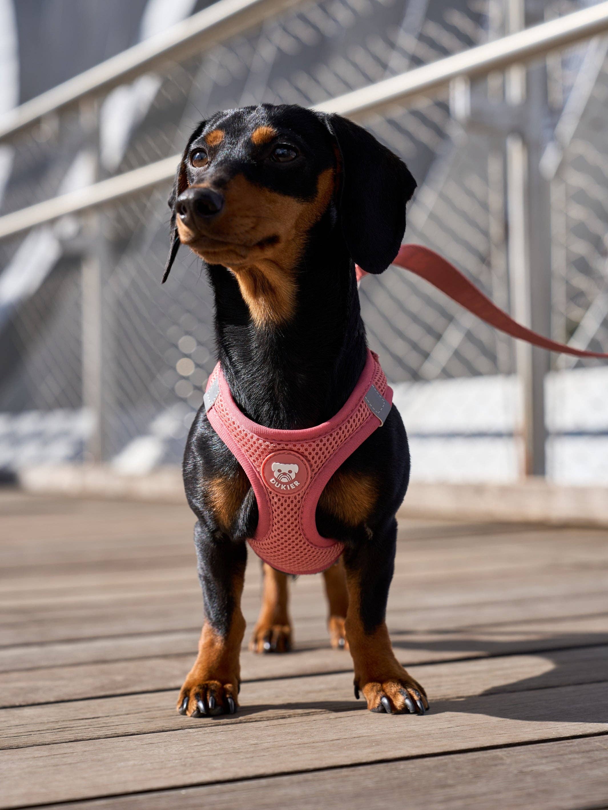 Dukier - Wholesale Pet Harness - Dog - TERRACOTTA DOG BODY HARNESS2