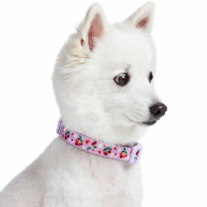 Blueberry Pet - Wholesale Pet Collar - Dog - Summer Floral Dog Collar in Pastel Colors for Girl Dogs18