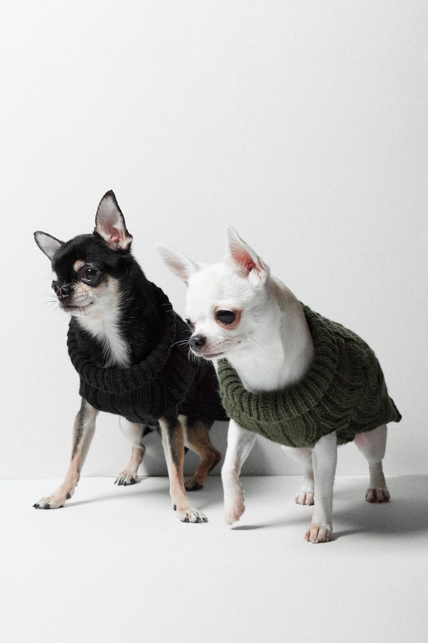 ARISTOPET - Vendita all'ingrosso Maglione - Cani - MAGLIA ASPEN4