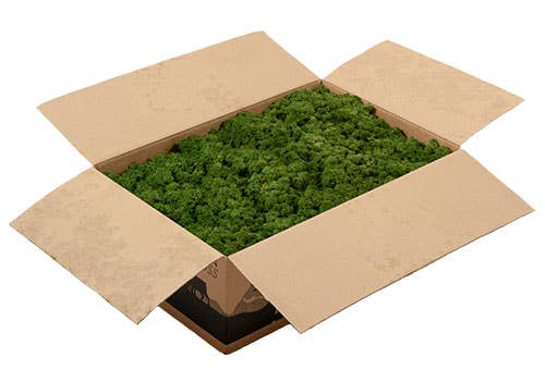 Dutch Flower Lady - Wholesale Dried/Pressed Flowers - Preserved Reindeer Moss 6 choose from colors3