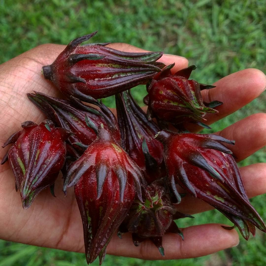 Rayburn Farms - Wholesale Loose Tea - Pisgah Punch5