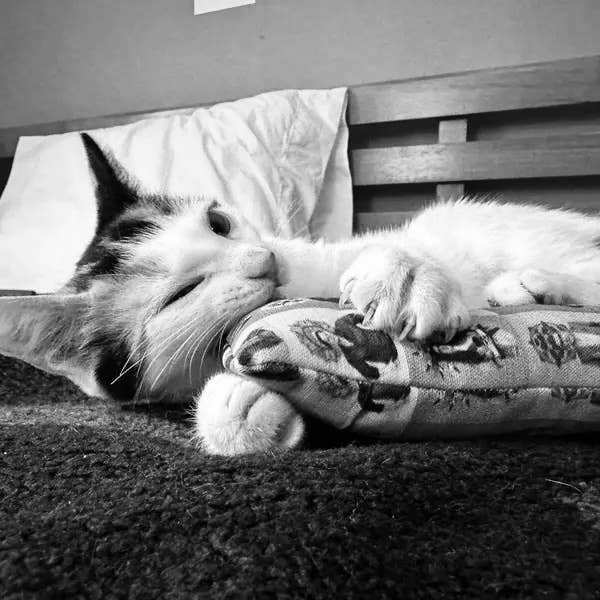 Ciao Gatto Cat Market - Wholesale Pet Toy - Cat - Cheshire and Alice Organic Catnip Cat Kicker3