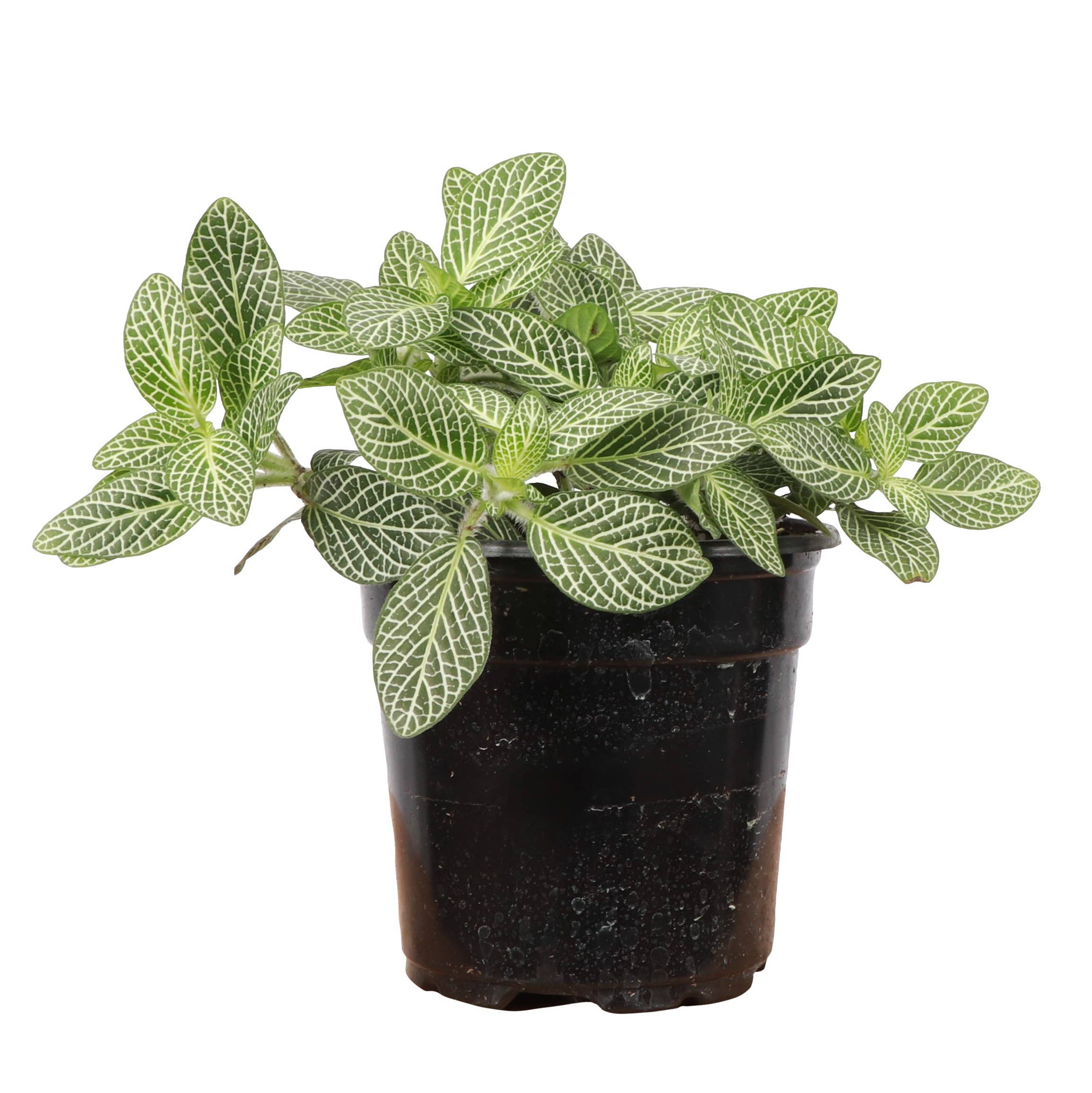 Thorsen's Greenhouse - Vente Plante - Plante nerveuse White Fittonia - Plante vivante0