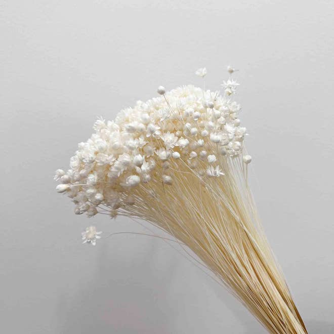 .AVPV. Studio - Wholesale Artificial Flowers - Glixia mini star flowers1