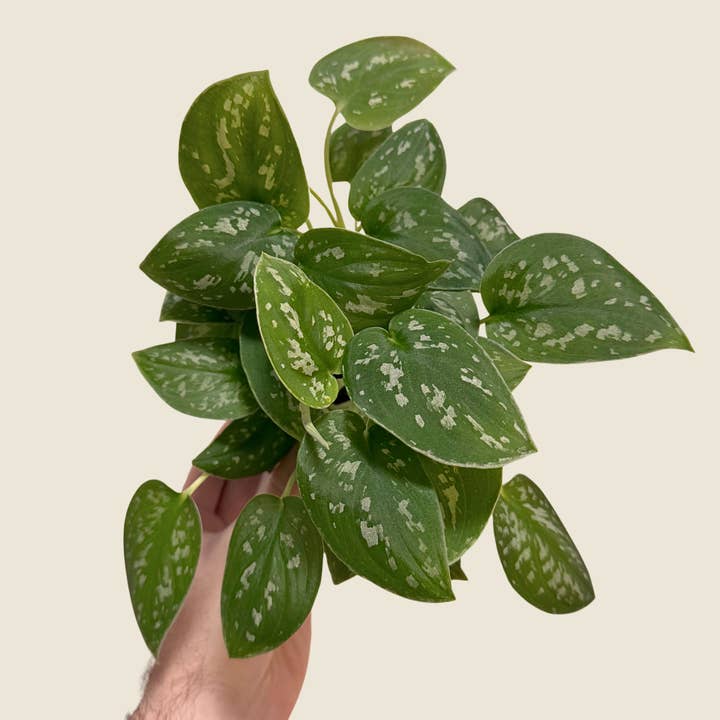 4" Scindapsus Pictus 'Satin' for wholesale by The Greenhouse Wholesale