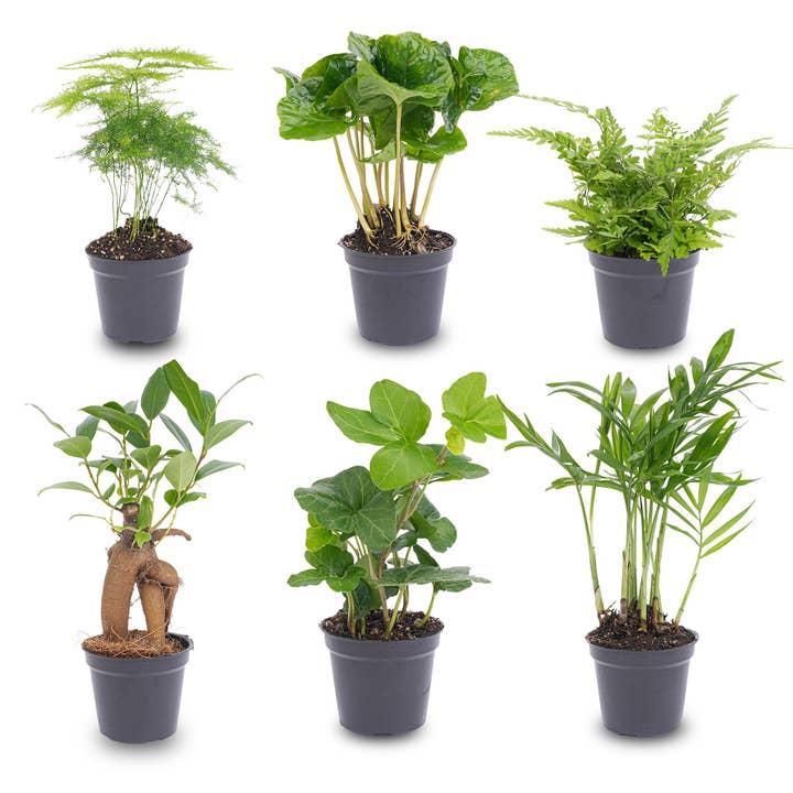 Oasis of Life - Wholesale Live Plant - Plant Set Green β 6 Indoor Plants in Pot Γ6cm β Mix of Asparagus, Coffea Arabica, Fern, Ficus Ginseng, Ivy & Parlor Palm β Easy Care & Decorative for Home & Office
