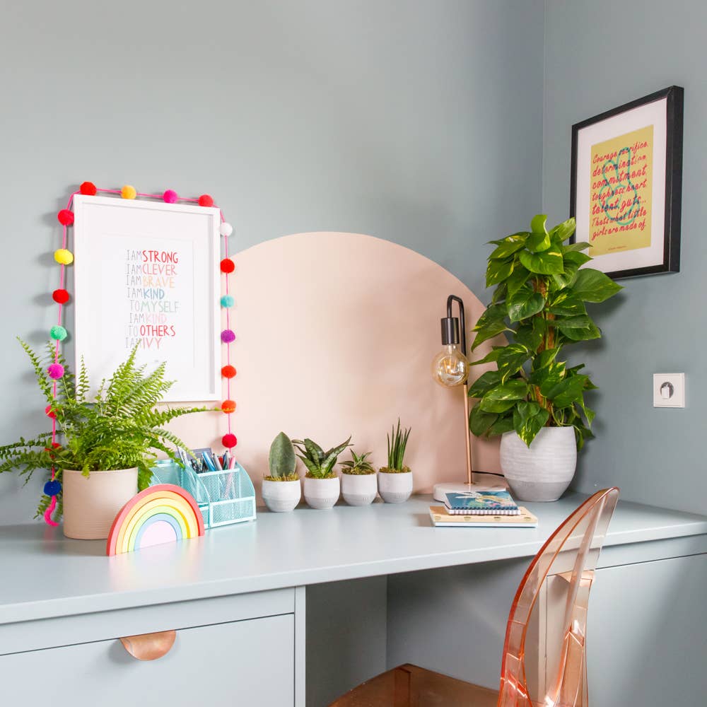 The Little Botanical – wholesale Live plant – British Grown Boston Fern9