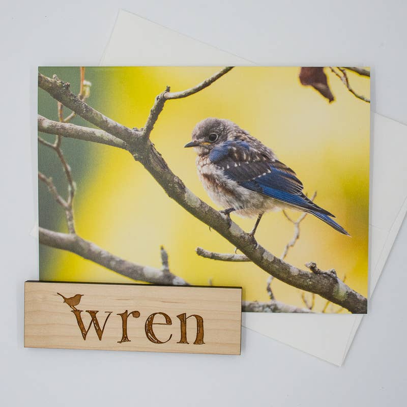 Wren - Wholesale Everyday Greeting Card - Bluebird Fledgling (Blank inside) Greeting Card4