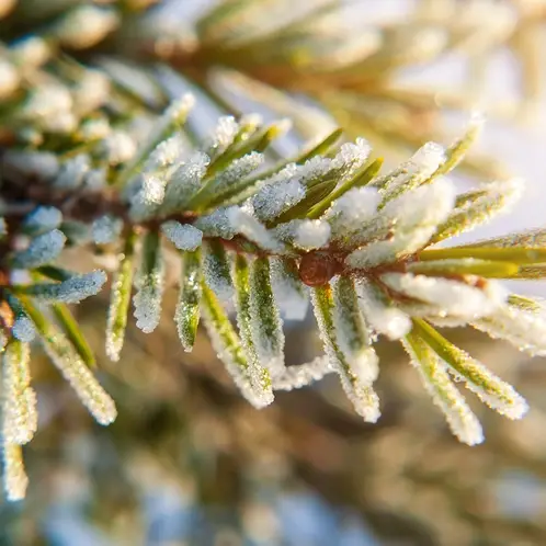 Gabriel John Candles - Vente Bougie en bocal - SAPIN NOBLE ET CÈDRE1
