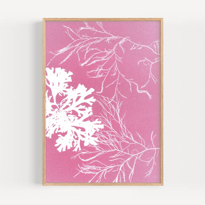 Paper Birch - Vente Affiche d'art - Impression artistique sur des algues roses | Décoration côtière | Ventilateur et siphon0