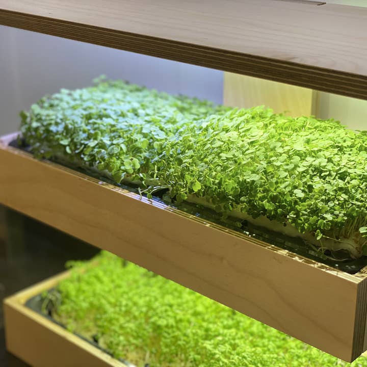 Caulys - Wholesale Plant Pot - Caulys Home - DUO6