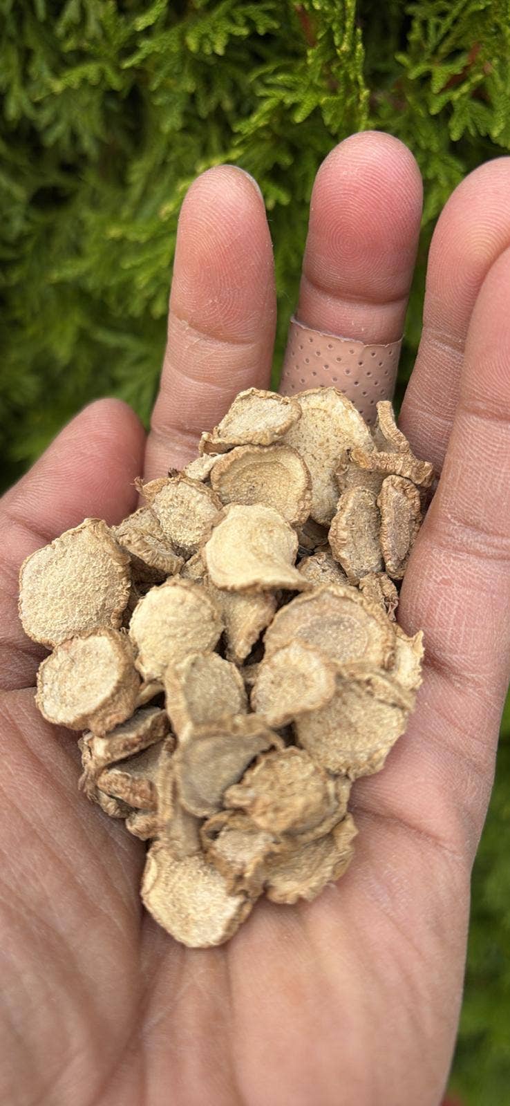 AmazeU - Vente Herbes aromatiques - Kasthuri Manjal/Curcuma Aromatica/Curcuma Sauvage Séché (50 g)1