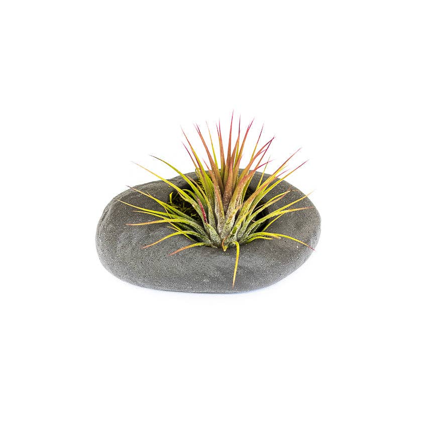 Air Plant Shop - Wholesale Plant Pot - Gray Ceramic Stone Planters3