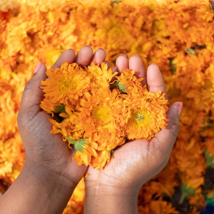 Kuumba Made - Wholesale Bath/Body Oil - Calendula Coconut Oil