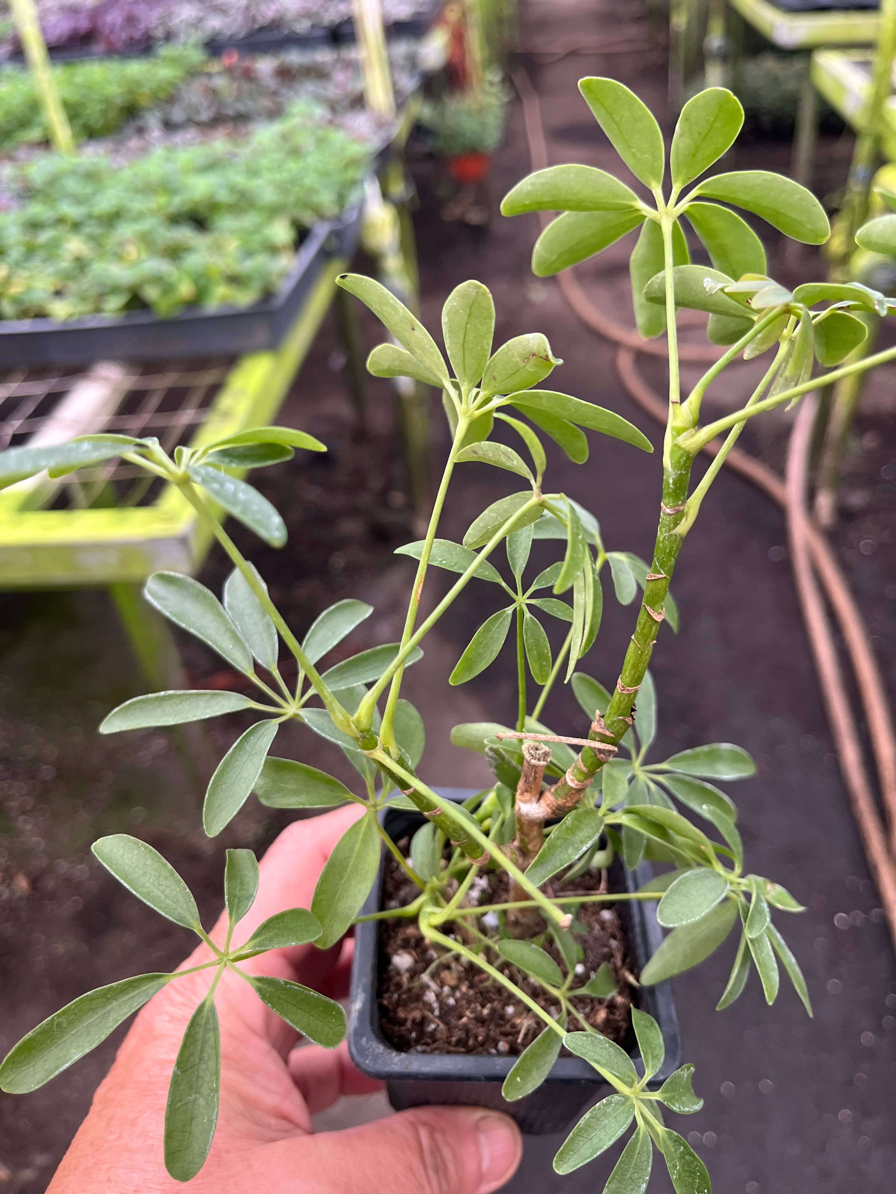 Succulents & Such, Inc. - Wholesale Live Plant - Schefflera Arboricola AKA Umbrella Plant, 3" Pot Size