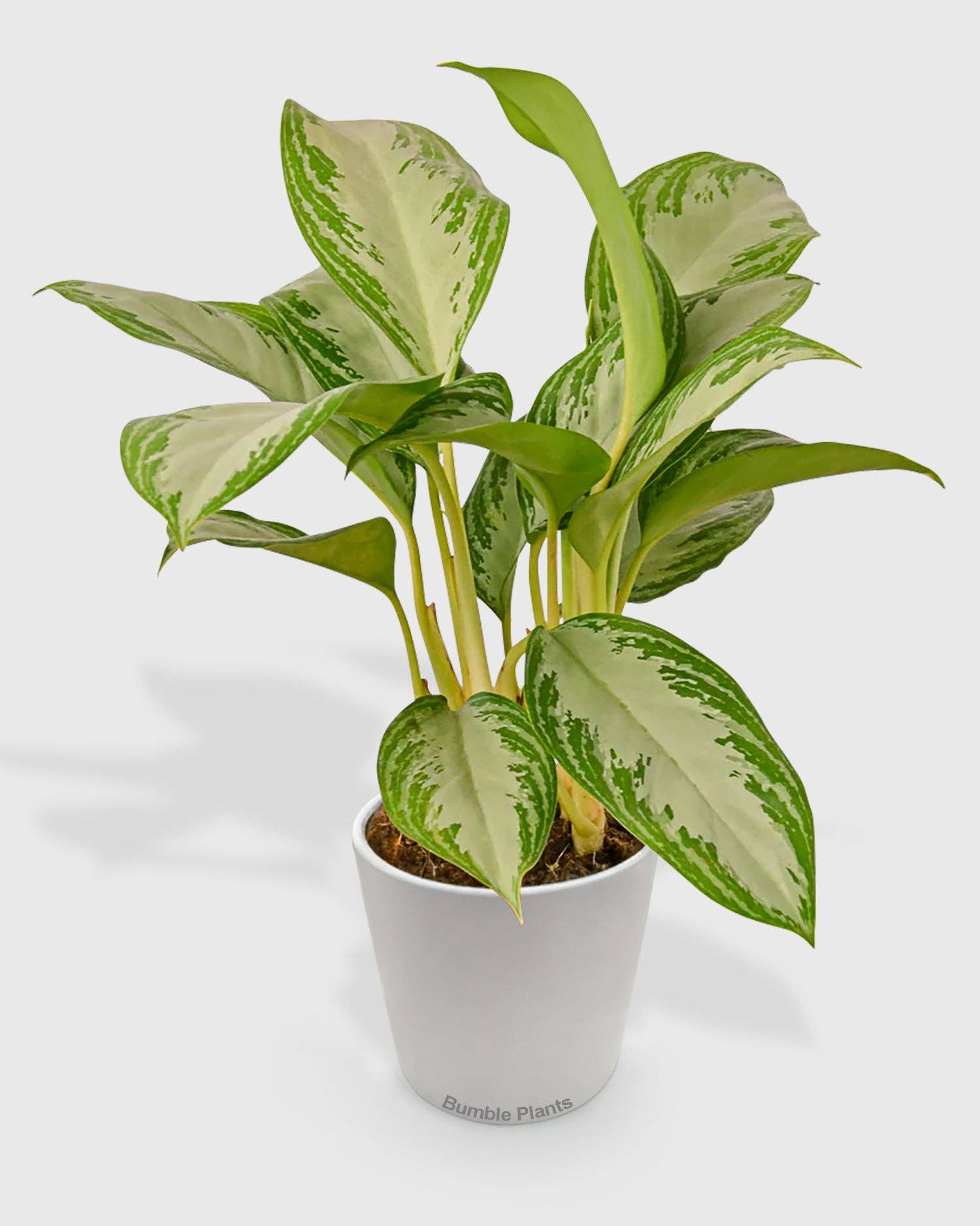 Bumble Plants - Wholesale Live Plant - Aglaonema Chinese Evergreen 'Silver Bay'0