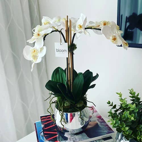 Mini orchidées Phalaenopsis dans un vase en argent pour la vente par Bloom Home and Design
