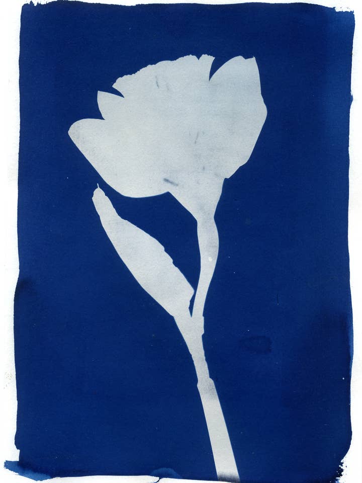 'Daffodil' Botanische blauwe Fine Art Giclee Print A4 voor wholesale door Made By McDuff