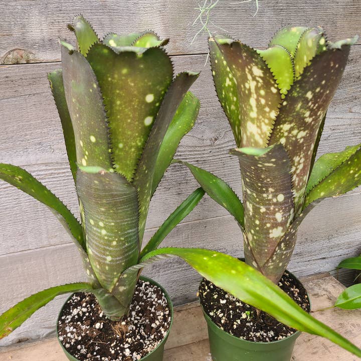 Billbergia 'Lots of Spots' for wholesale by Buzz + Thrive Gardens