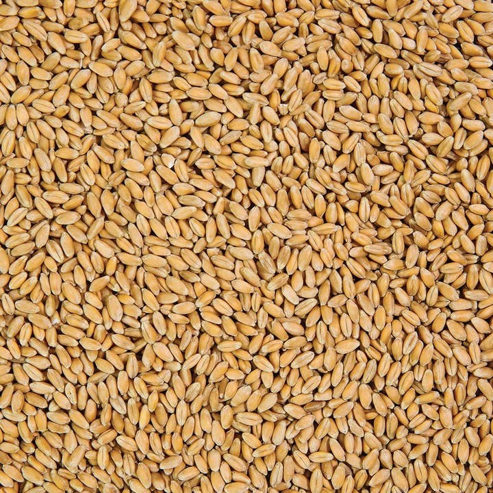 Sproutman - Wholesale Plant seeds - Organic Wheatgrass Sprouting Seed2