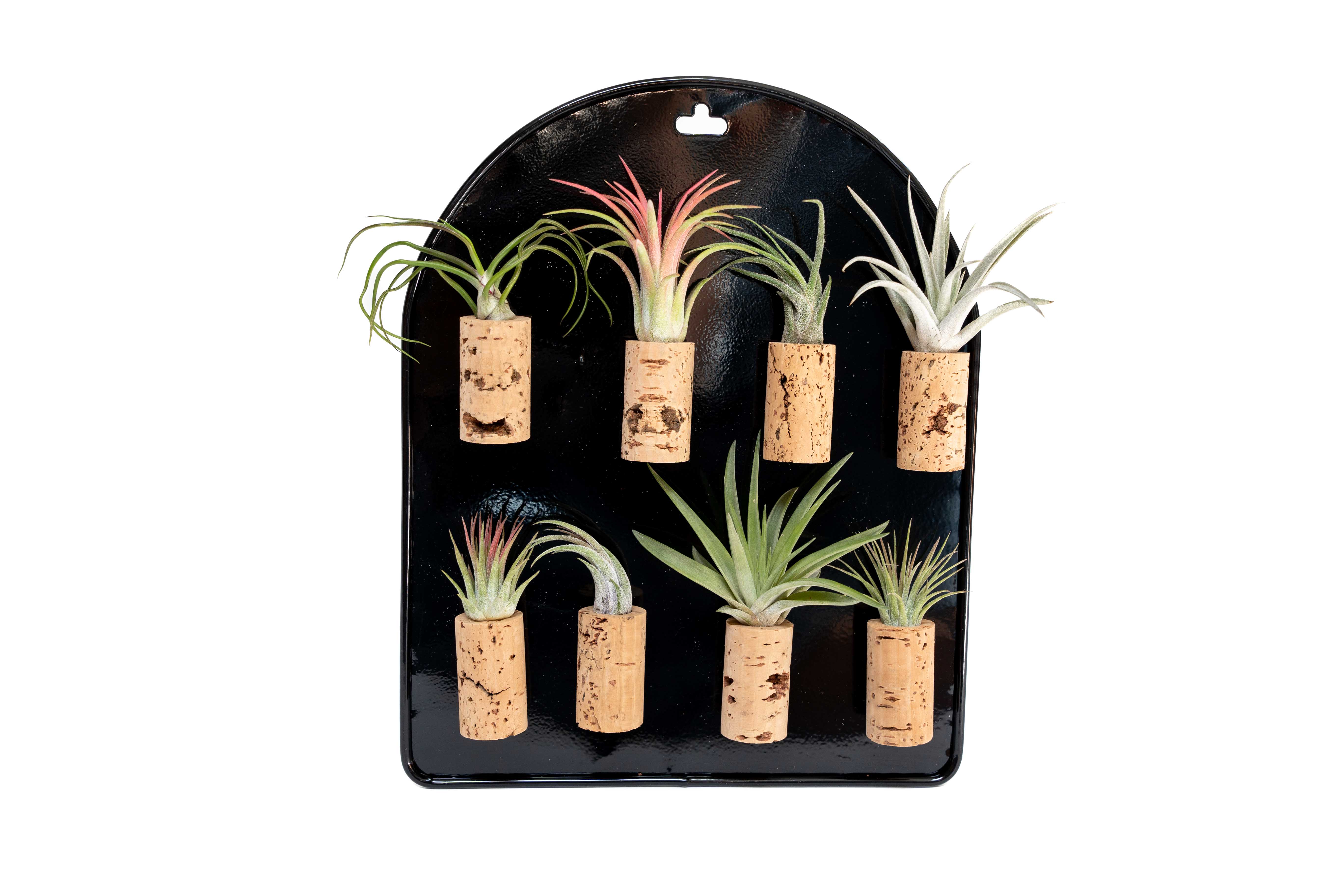 Air Plant Shop - Wholesale Retailer Display - Home & Living - Black Magnetic Retail Display For Our Air Plant Magnets
