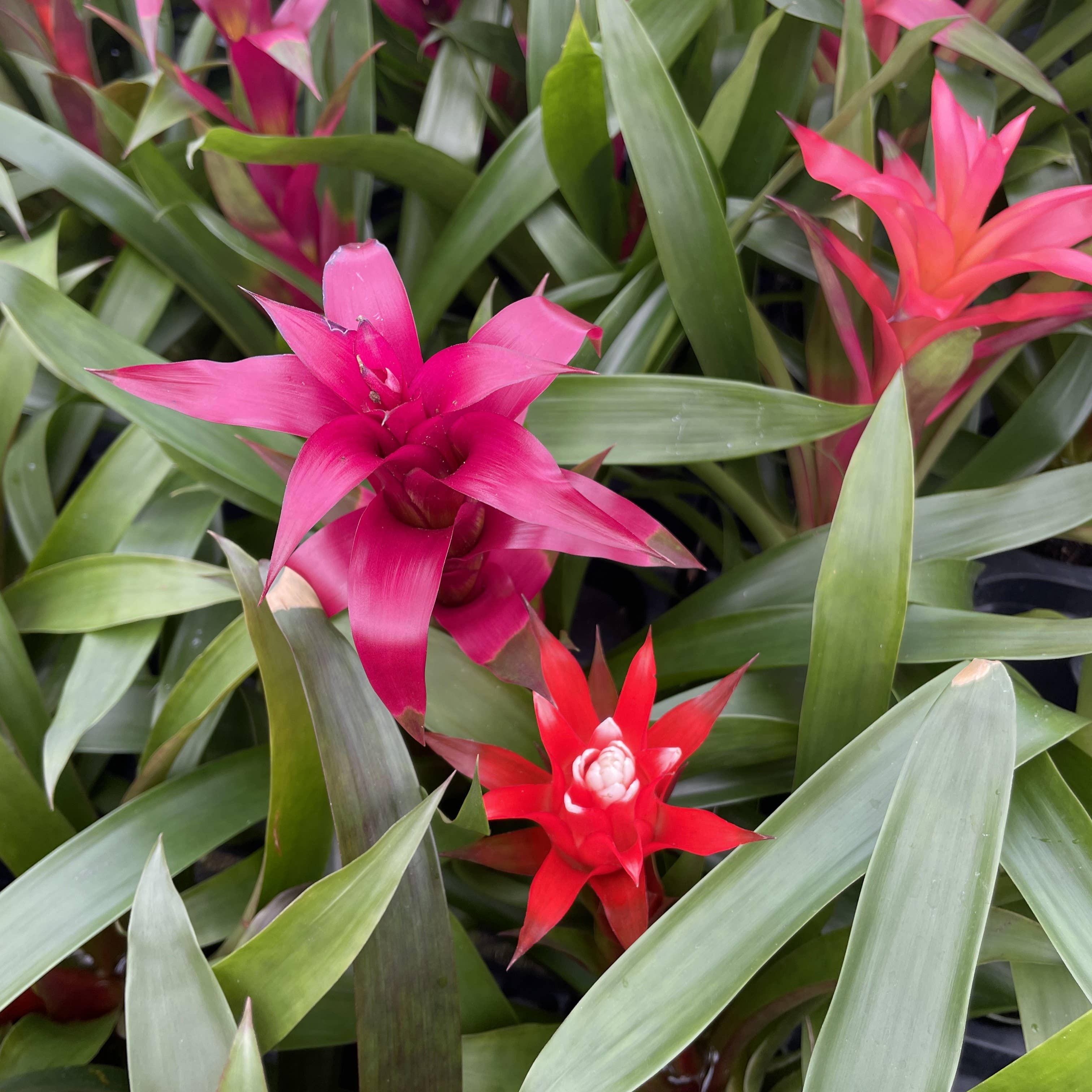 Thorsen's Greenhouse - Wholesale Live Plant - Bromeliad Guzmania- 4" Live Plant - Assorted12