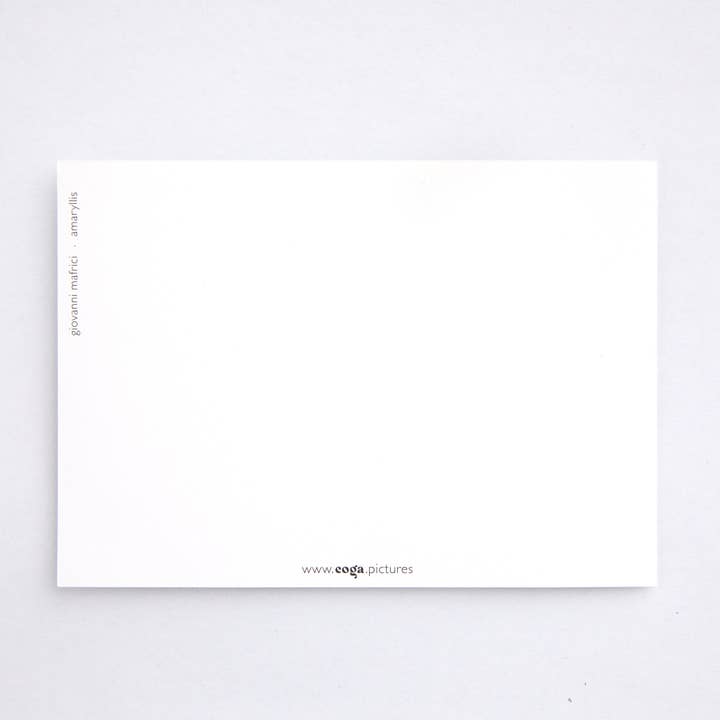 coga - Wholesale Postcard - Postcard amaryllis2