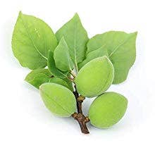 Naturally Pure Aromas - Vente Concentré/sérum pour le visage - Sérum pour le visage Kakadu Plum 40% d'extrait de prune de Kakadu 2